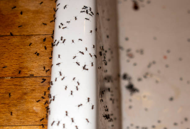 Best Termite Control Services  in Englewood, TN