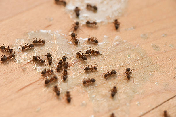 Best Ant Control Services  in Englewood, TN