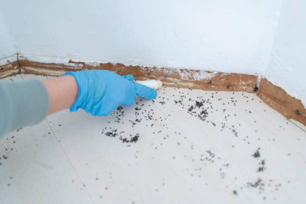 Flea Control Services in Englewood, TN